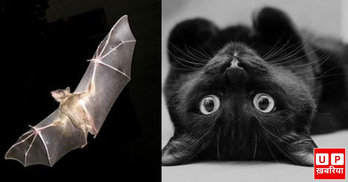 cat and bats